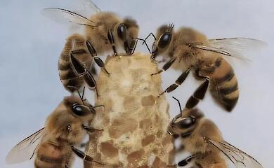 Wissenschaftler enth&uuml;llen, wie Bienen eine Larve in eine K&ouml;nigin verwandeln