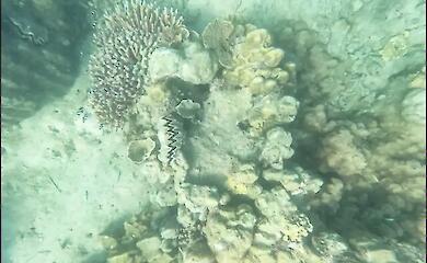 A new map has identified 166,000 square kilometres of reefs capable of surviving global warming