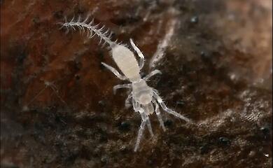 A blind &lsquo;microscorpion&rsquo; measuring just about 1.5 mm in length has been discovered in Australia