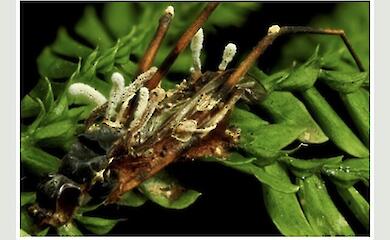 A new hyperparasitic fungus has been discovered in the jungles of Borneo that attacks a &lsquo;zombie fungus&rsquo; inside a dead insect