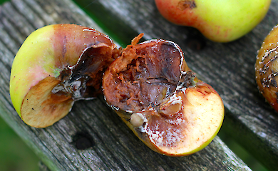 How a sachet of clay can extend the shelf life of fruit and vegetables