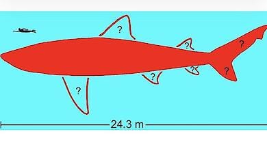 Wissenschaftler haben die Größe des Megalodons bestätigt: Der Urhai erreichte eine Länge von 24 Metern