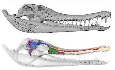 The crocodile’s brain has remained virtually unchanged for 100 million years