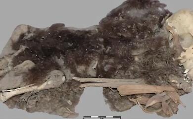 Archaeologists have discovered 1,100-year-old mummified puppies and learnt how people looked after them
