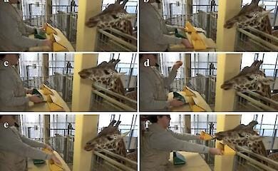 Können Giraffen Karotten zählen? Wissenschaftler haben ein ungewöhnliches Experiment durchgeführt