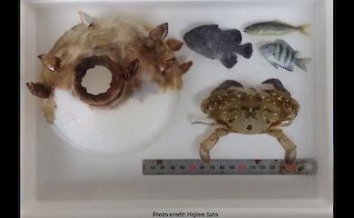 The crab lived in a plastic bottle for two months and grew so large that it couldn&rsquo;t get out