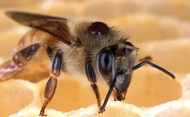 Spinnengift erwies sich als gefährlich für Milben, nicht jedoch für Bienen