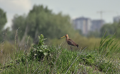 The area near Lakes Nebrezh and Tyagle, which may be developed
