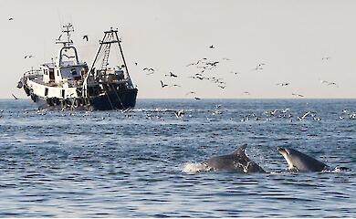 Wissenschaftler haben eine besorgniserregende Abh&auml;ngigkeit der Delfine von Trawlern festgestellt