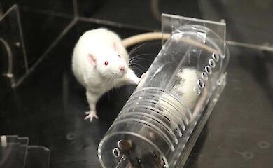 Ratten können Empathie zeigen – allerdings nicht auf dieselbe Weise wie Menschen