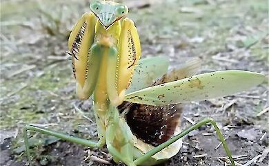 Die Evolution hat bei Insekten mehrfach „Fangbeine“ hervorgebracht
