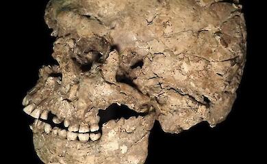 Ein urzeitlicher Kiefer enthüllte das Drama des Homo sapiens vor 90.000 Jahren