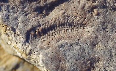 &lsquo;Right-handedness&rsquo; predates the hands: what has been found in the fossils