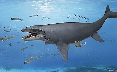 Wissenschaftler haben Knochen eines Mosasaurus in einem Gesteinsst&uuml;ck gefunden, das 30 Jahre lang im Museum aufbewahrt worden war