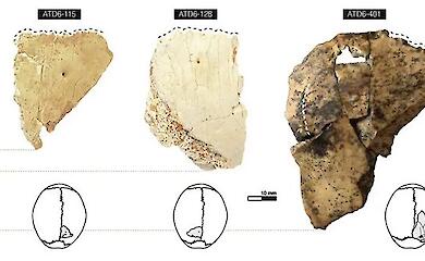 Drei Fragmente eines alten Schädels haben Wissenschaftler dazu veranlasst, die Geschichte der menschlichen Evolution neu zu betrachten