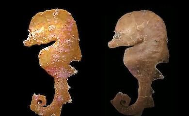 Wissenschaftler haben einen Fisch entdeckt, der sich äußerlich kaum von einem Seepferdchen unterscheidet