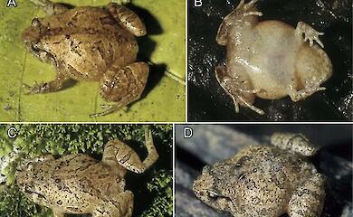 Scientists have discovered no fewer than seven new species of frog in Madagascar