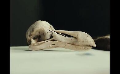 Der Schädel des Dodo hat gezeigt, dass der ausgestorbene Vogel möglicherweise gar nicht dumm war