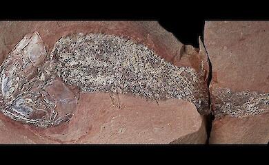 Ein fast vollständig erhaltener Fisch, der 254 Millionen Jahre alt ist, wurde in der Nähe eines Meteoritenkraters gefunden