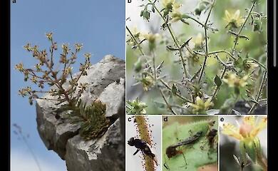 Darwin hatte Recht: Die Alpenblume frisst tatsächlich Insekten