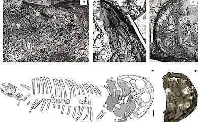 Ein in der Arktis zurückgelassener fossiler Schädel entpuppte sich als Überreste eines unbekannten Riesen