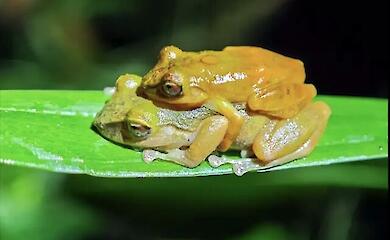 Scientists have discovered a new species of frog that had been right under everyone&rsquo;s noses for decades