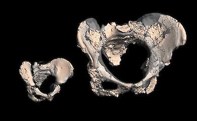 Schwierige Geburten könnten nicht auf den aufrechten Gang zurückzuführen sein – neue Erkenntnisse über die Neandertaler