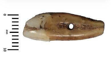 6,500 years ago, a human tooth was turned into a piece of jewellery — it was found in Serbia